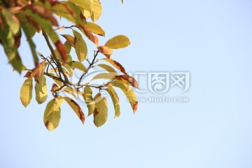 树叶 蓝天