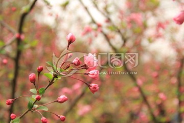 樱花 粉红色樱花