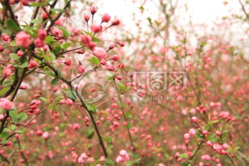 樱花 粉红色樱花