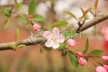 樱花 一朵樱花