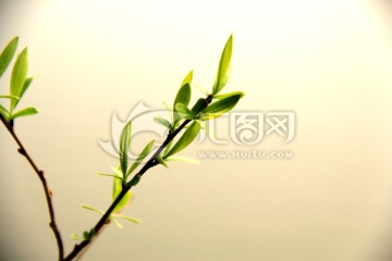 柳条 嫩芽