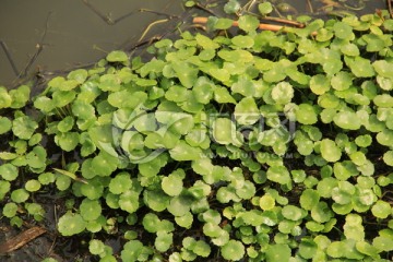 绿色植物 金钱草