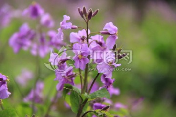 二月兰 紫色花