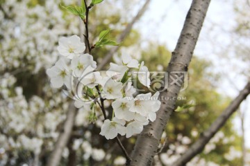 樱花 白色樱花
