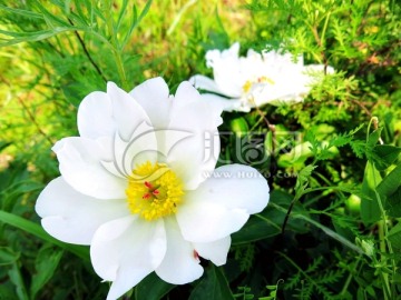 白色野生芍药花
