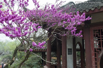 紫荆与园林