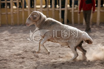 维吾尔族斗羊