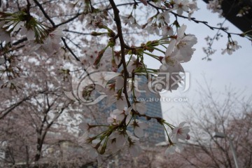 樱花