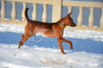 鹿犬