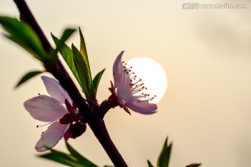 桃花与太阳