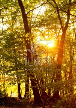 洒满阳光的森林