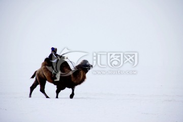 骑骆驼的蒙古族