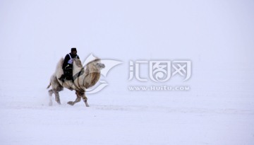 风雪中的骆驼比赛