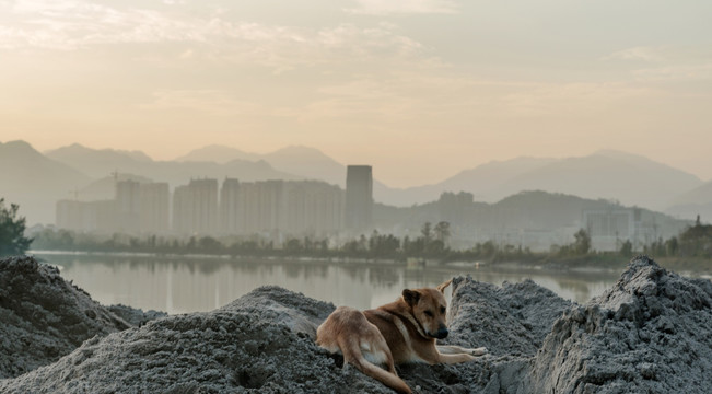 狗 城市