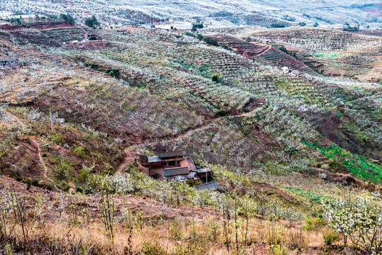 云龙梨园