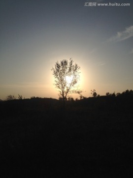 夕阳西下树中的夕阳