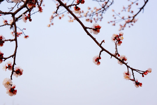 花枝边框