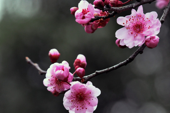 梅花