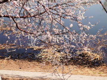 桃树低垂
