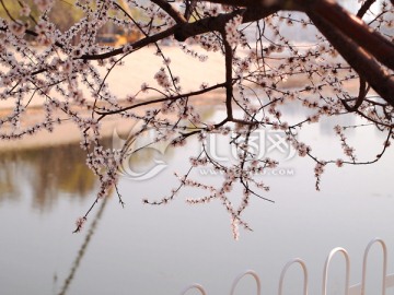 桃花 桃树 风景