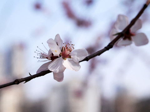 桃花 特写