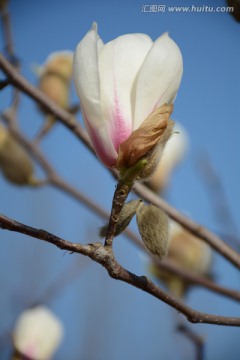 玉兰花