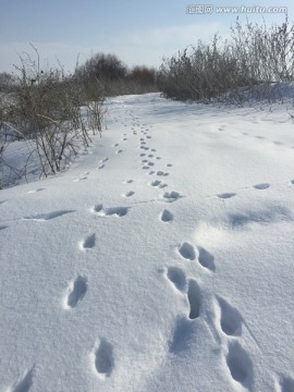 雪地足迹