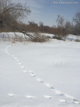 雪地足迹