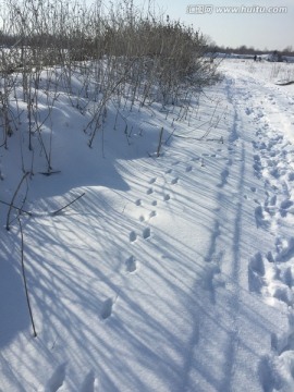 雪野 车辙 足迹