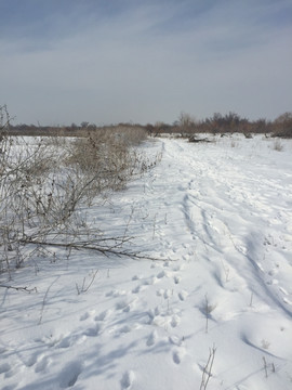 雪野脚印