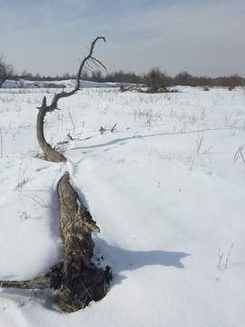 雪野枯树