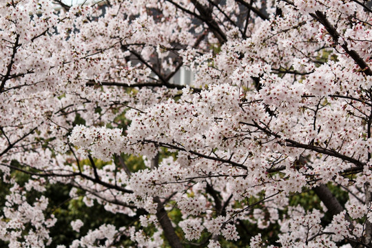 樱花 花枝 花朵 花卉 园艺