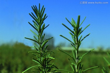 迷迭香 香草