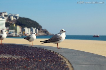 休憩的海鸥