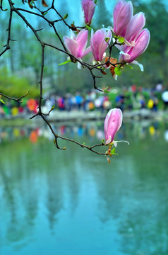 太子湾公园 水仙花