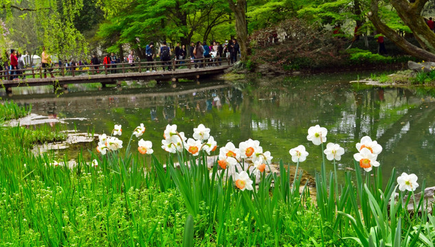 太子湾公园 水仙花