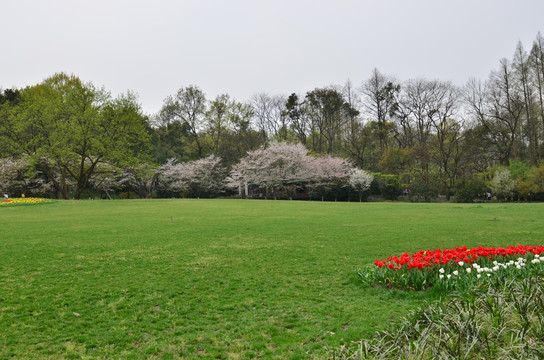 太子湾公园 草地