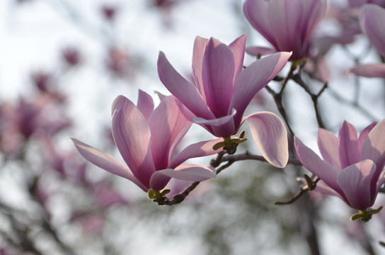 野花 玉兰花