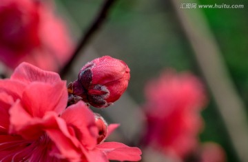 黄桃花