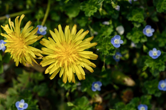 雏菊