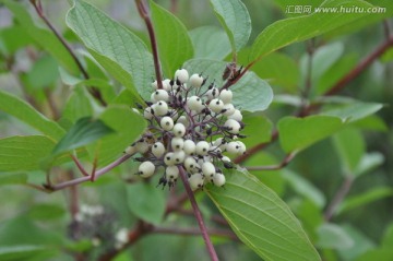 绿叶衬白果