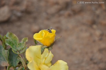 蜜蜂采蜜