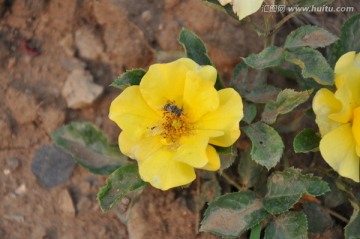 小蜜蜂