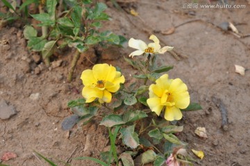 小黄花