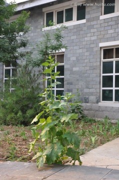 门前绿植