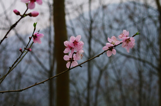 桃花