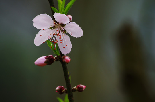 桃花 桃花素材