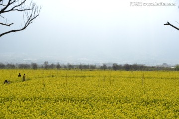 油菜花