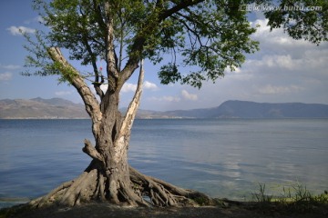 洱海老树