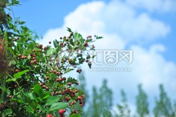 山楂 蓝天白云